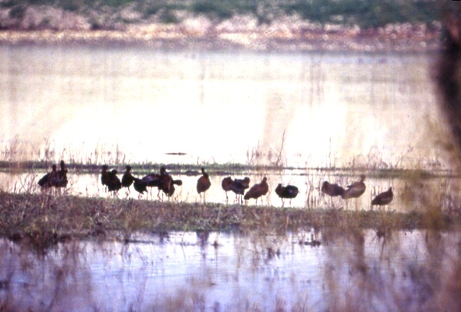 Laghi.......della PUGLIA